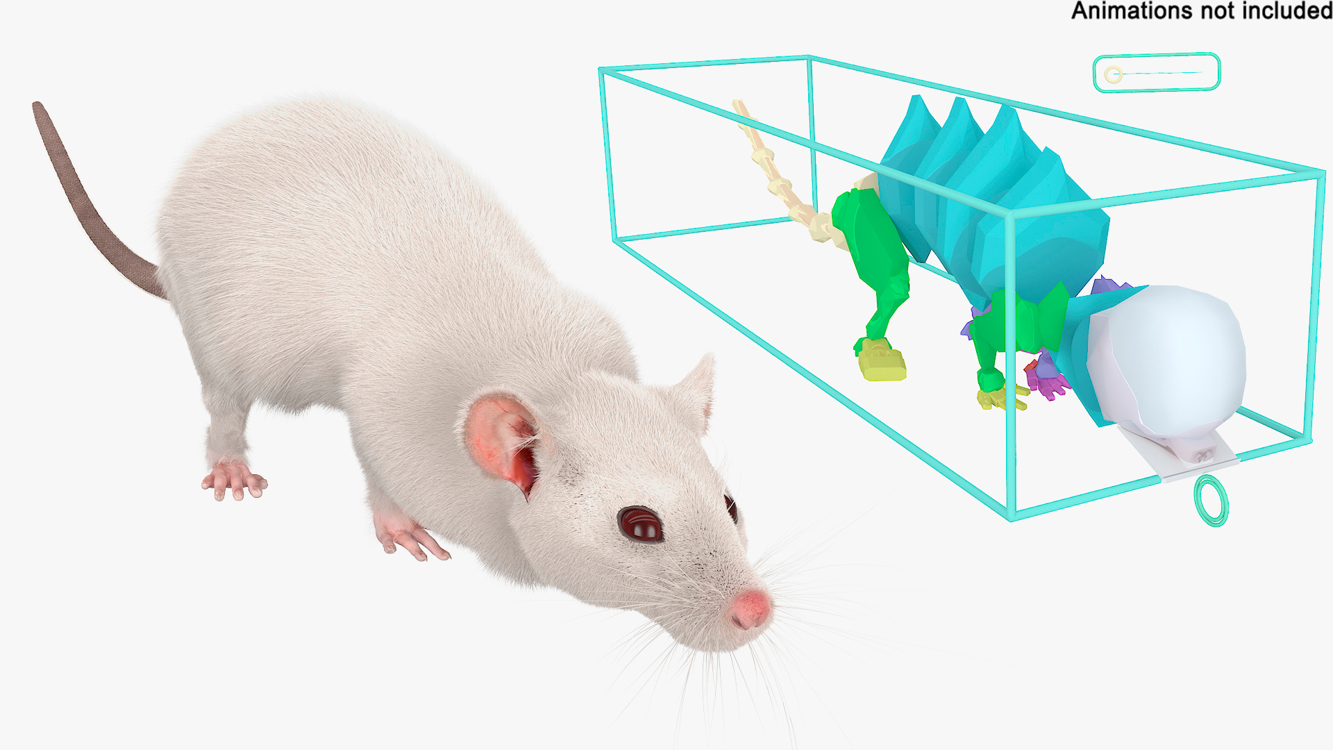 3D Running White Rat Fur Animated Rigged https://p.turbosquid.com/ts-thumb/as/MK5qPB/D4/running_white_rat_fur_animated_rigged_362/jpg/1755143959/1920x1080/turn_fit_q99/70c4f8504d3a60c3c219c60125c351e30750a253/running_white_rat_fur_animated_rigged_362-1.jpg