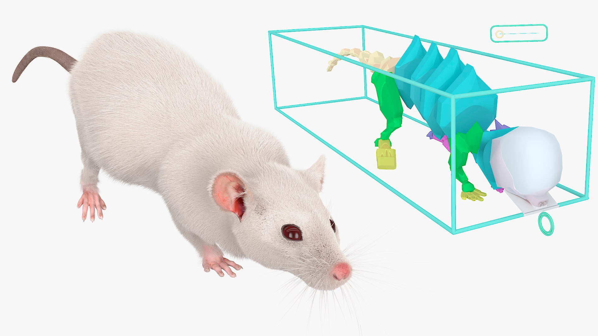 3D Running White Rat Fur Animated Rigged https://p.turbosquid.com/ts-thumb/as/MK5qPB/DS/running_white_rat_fur_animated_rigged_005/jpg/1755144056/1920x1080/fit_q87/b3173913d741430bbb89b1aafc9dd679835cbdeb/running_white_rat_fur_animated_rigged_005.jpg