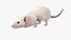 Running White Rat Fur Animated Rigged