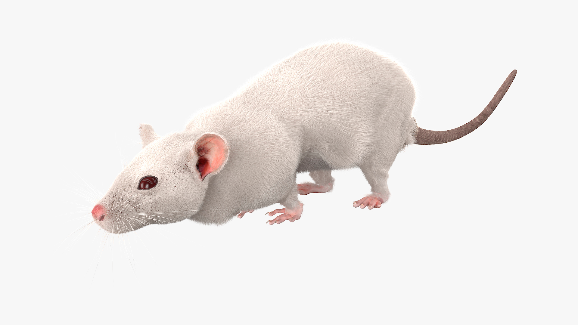 3D Running White Rat Fur Animated Rigged https://p.turbosquid.com/ts-thumb/as/MK5qPB/TV/running_white_rat_fur_animated_rigged_360/jpg/1755143878/1920x1080/turn_fit_q99/77636dd3e6826f4985249b41f6e2f3830ebd7a30/running_white_rat_fur_animated_rigged_360-1.jpg