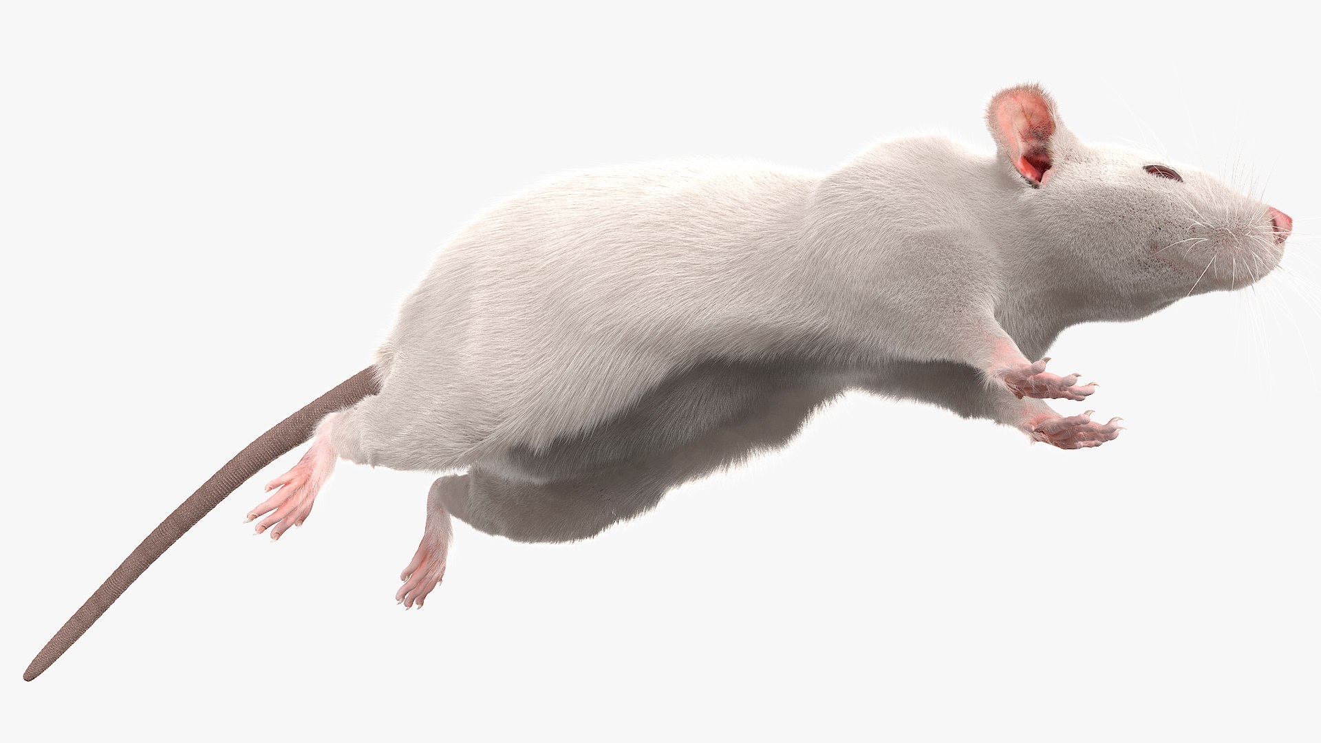 3D Running White Rat Fur Animated Rigged https://p.turbosquid.com/ts-thumb/as/MK5qPB/YP/running_white_rat_fur_animated_rigged_011/jpg/1755144078/1920x1080/fit_q87/ccdfff3b21cb6f94587a4916c81119aa61d9757e/running_white_rat_fur_animated_rigged_011.jpg