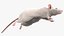 Running White Rat Fur Animated Rigged