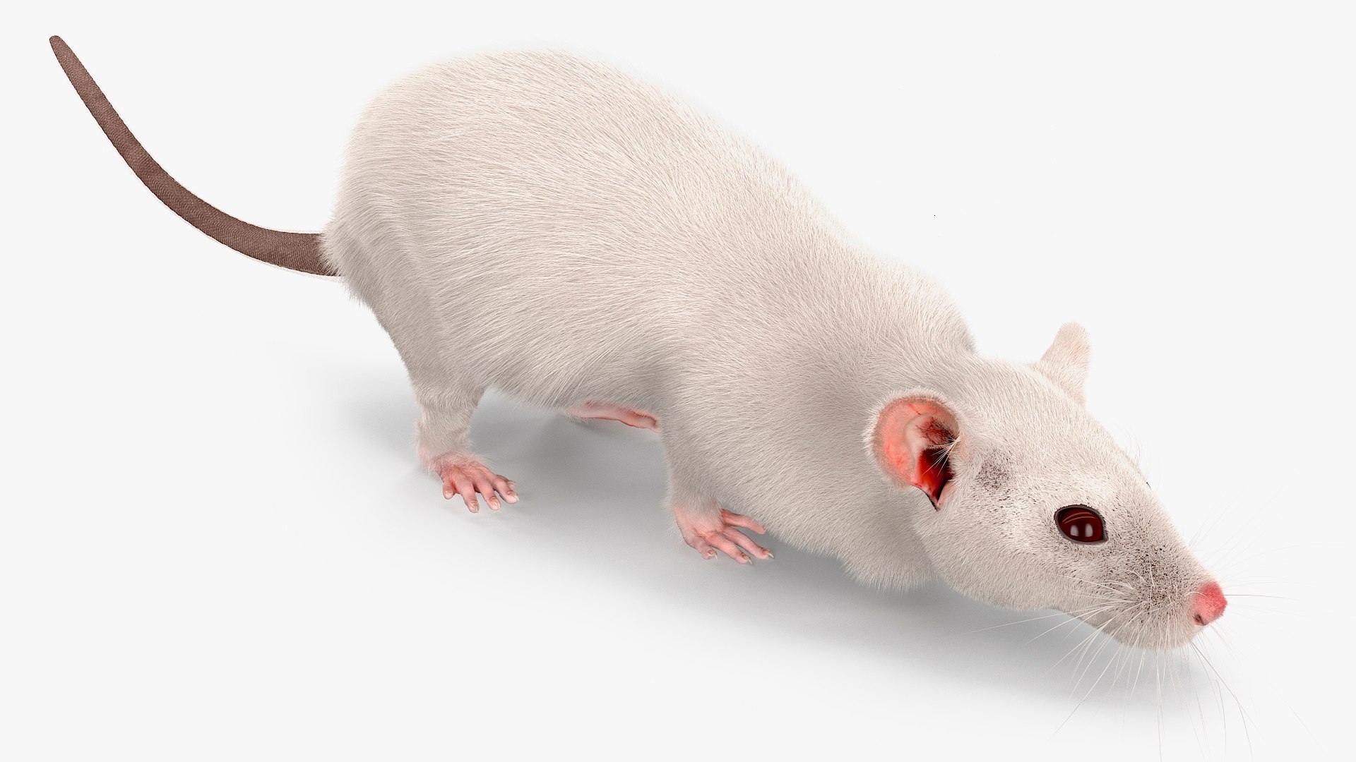3D Running White Rat Fur Animated Rigged https://p.turbosquid.com/ts-thumb/as/MK5qPB/gI/running_white_rat_fur_animated_rigged_007/jpg/1755144063/1920x1080/fit_q87/63ea88fd10868eb0d32901cc07d313250b9ee881/running_white_rat_fur_animated_rigged_007.jpg