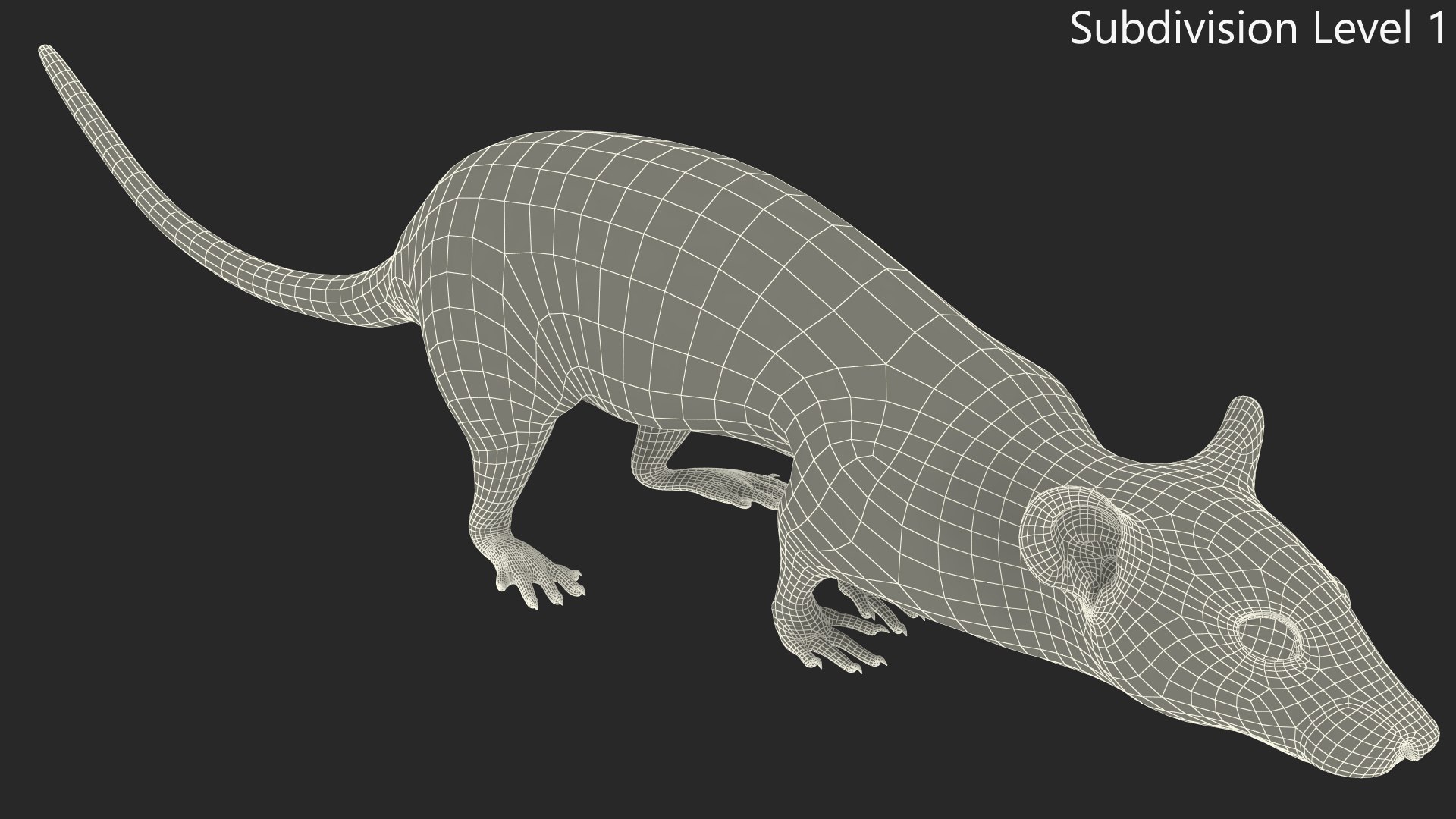 3D Running White Rat Fur Animated Rigged https://p.turbosquid.com/ts-thumb/as/MK5qPB/gN/running_white_rat_fur_animated_rigged_015/jpg/1755144094/1920x1080/fit_q87/292d0abf596871f1a6bc103036be915f9da8385a/running_white_rat_fur_animated_rigged_015.jpg