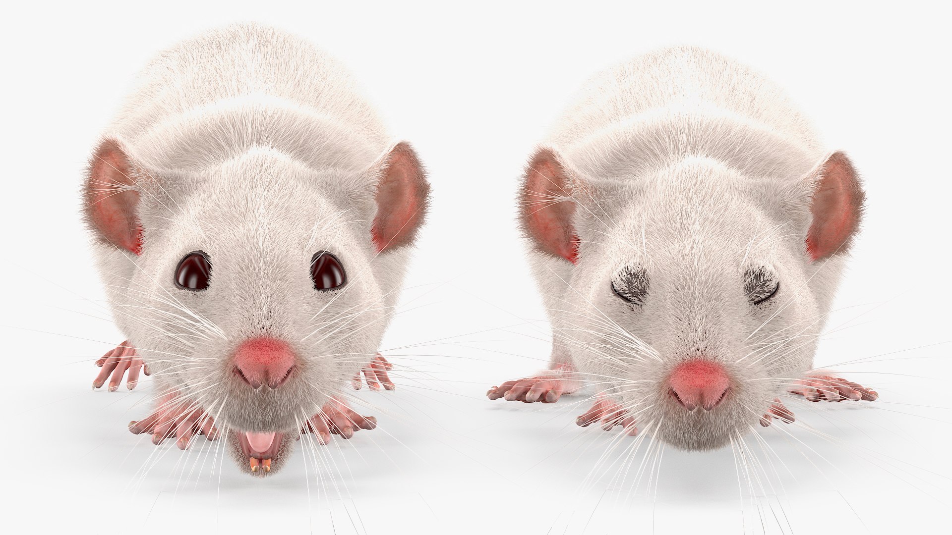 3D Running White Rat Fur Animated Rigged https://p.turbosquid.com/ts-thumb/as/MK5qPB/qF/running_white_rat_fur_animated_rigged_006/jpg/1755144059/1920x1080/fit_q87/3fba97dbfb031e93c057addb989e878793cd08ce/running_white_rat_fur_animated_rigged_006.jpg