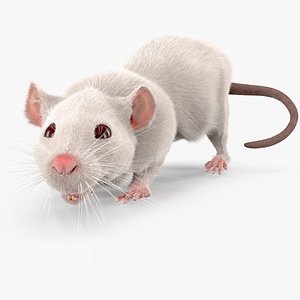Running White Rat Fur Animated Rigged
