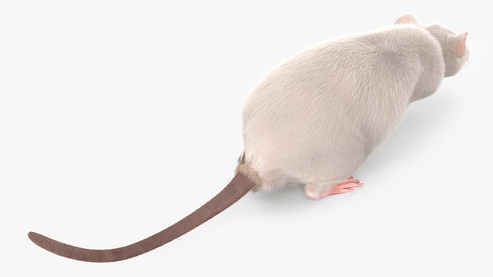 3D Running White Rat Fur Animated Rigged https://p.turbosquid.com/ts-thumb/as/MK5qPB/sq/running_white_rat_fur_animated_rigged_008/jpg/1755144067/1920x1080/fit_q87/6231d3a58161ea8f0bcc391f6bcdf732a82199a0/running_white_rat_fur_animated_rigged_008.jpg