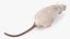 Running White Rat Fur Animated Rigged