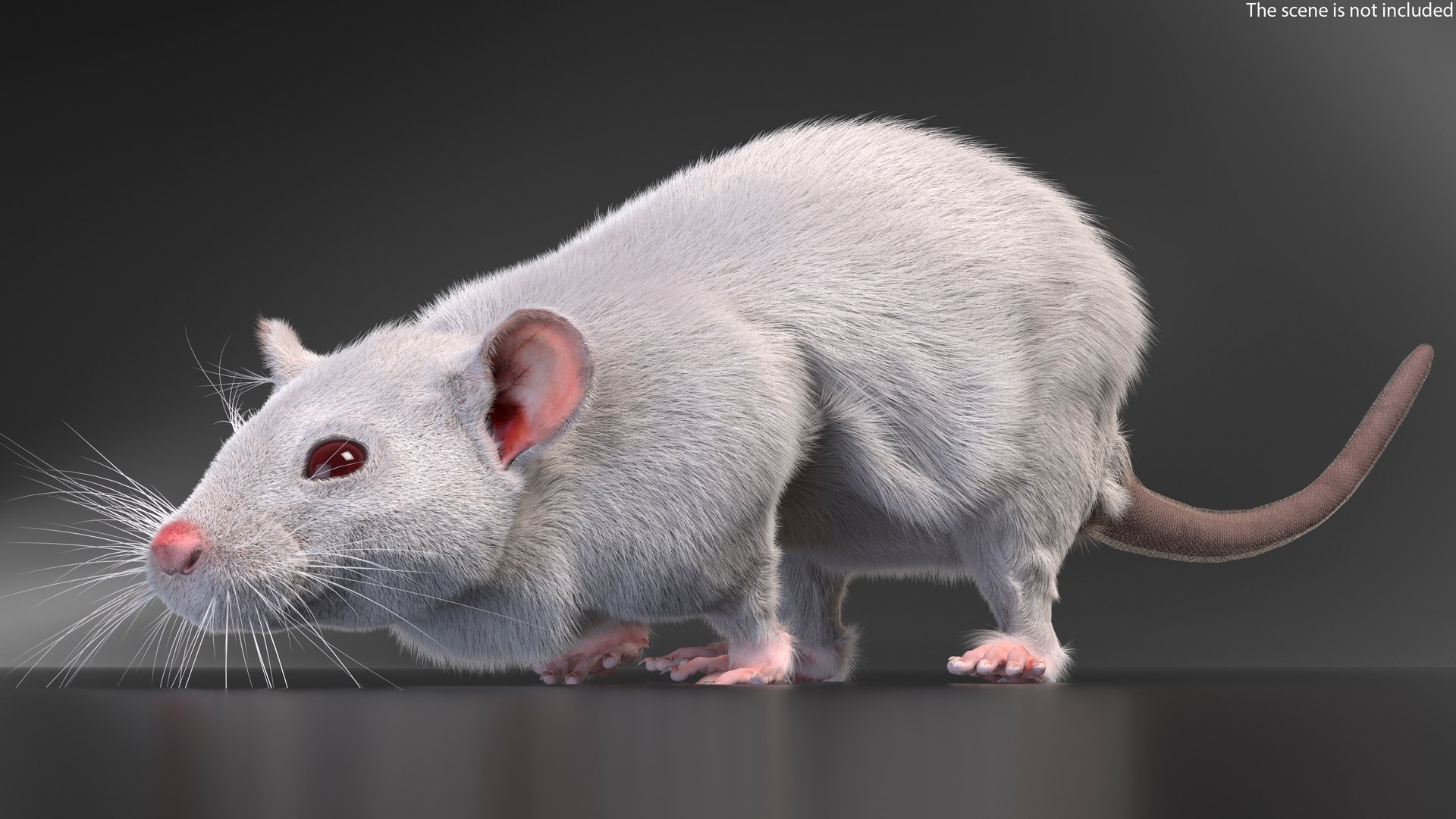 3D Running White Rat Fur Animated Rigged https://p.turbosquid.com/ts-thumb/as/MK5qPB/tE/running_white_rat_fur_animated_rigged_003/jpg/1755144047/1920x1080/fit_q87/5aa26ab52741f9d645e4e2efce66675ce9bbdecd/running_white_rat_fur_animated_rigged_003.jpg