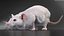 Running White Rat Fur Animated Rigged