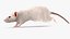 Running White Rat Fur Animated Rigged