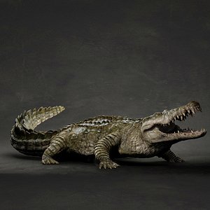animal crocodile 3D