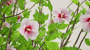 3D 5 realistic Rose of Sharon Korean Hibiscus Plant
