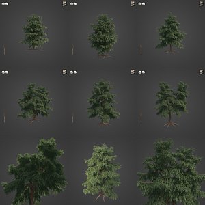 2021 PBR Pacific Yew Collection - Taxus Brevifolia 3D model