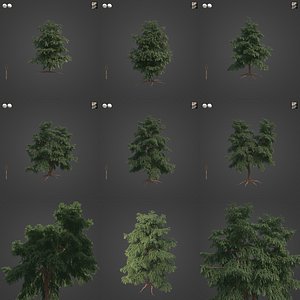 2021 PBR Pacific Yew Collection - Taxus Brevifolia
