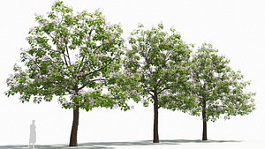 Paulownia tree 3D