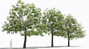Paulownia tree