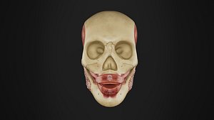 Human Anatomy-Muscular System-Head Masticatory Muscles 3D model