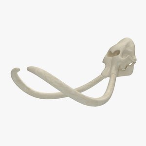 Mammoth Skull Skeleton1