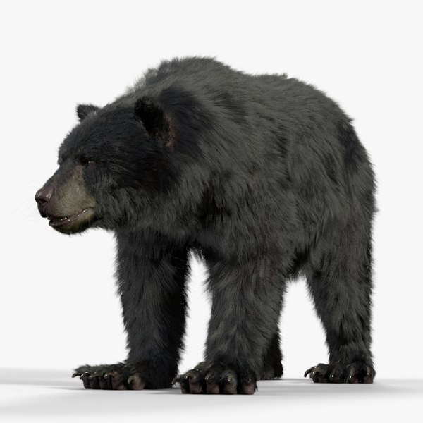 3D American Black Bear Animated Houdini