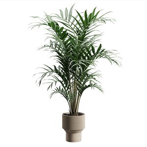Kentia Palm Plant model
