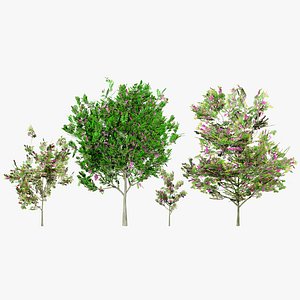 Purple Robe Robinia Tree Model