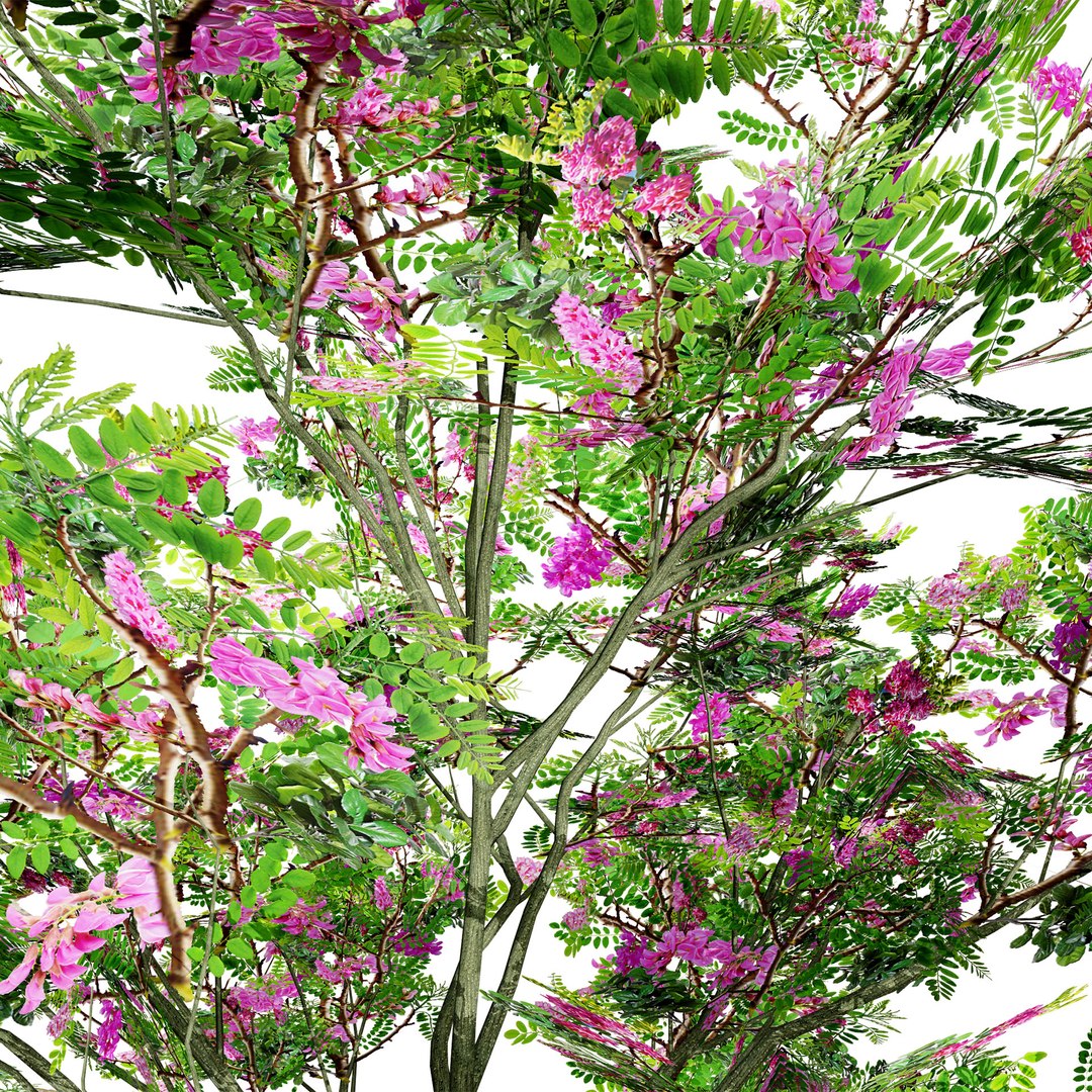 3D Model Purple Robe Robinia Tree Model - TurboSquid 2297364