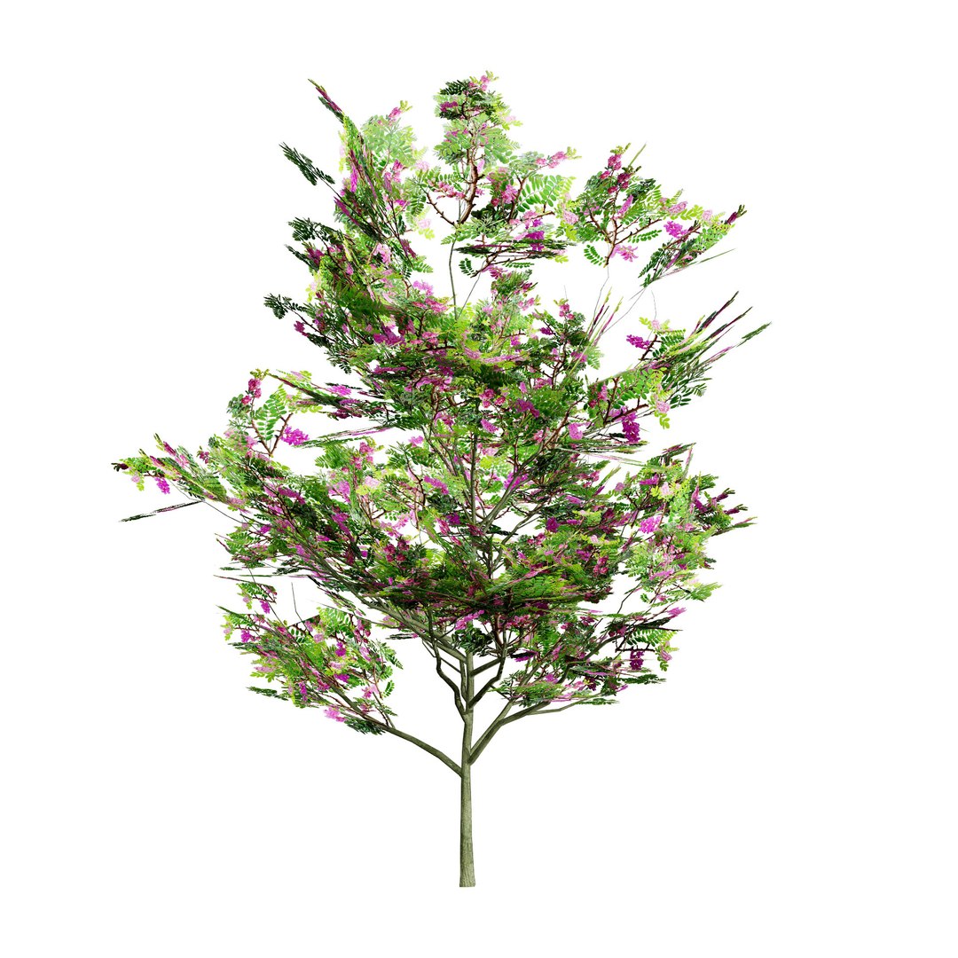 3D Model Purple Robe Robinia Tree Model - TurboSquid 2297364