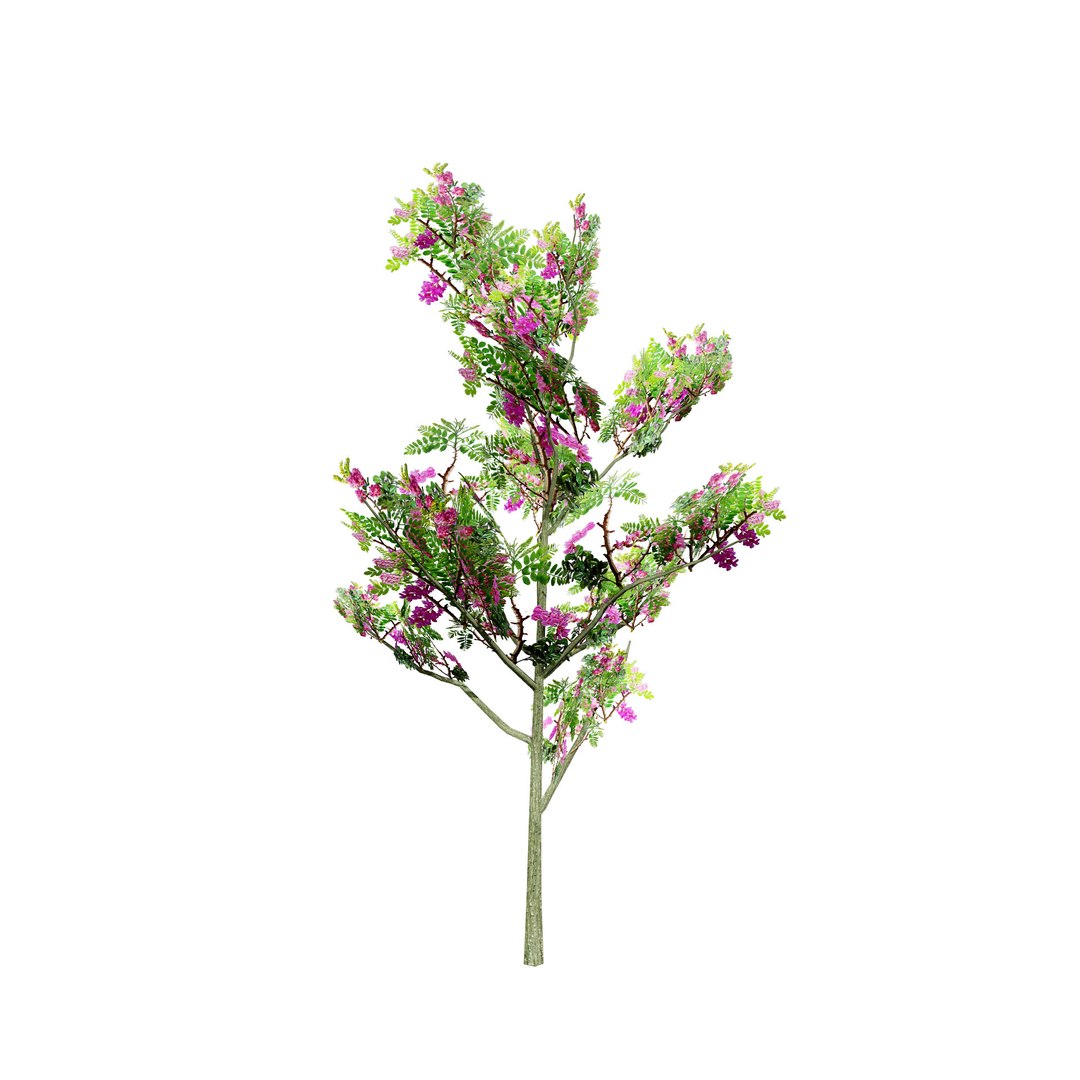 3D Model Purple Robe Robinia Tree Model - TurboSquid 2297364