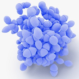Enterococcus