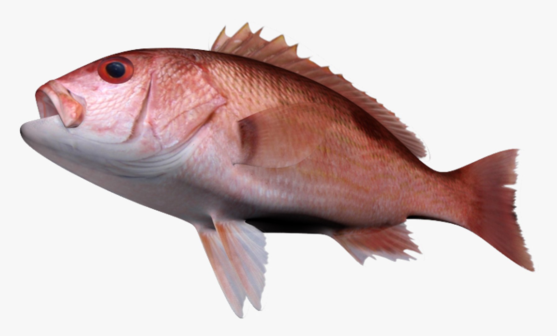3d model of pacific red snapper