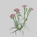 Pink Carnation