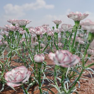 3D model Pink Carnation