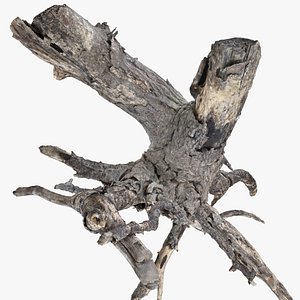 3D Tree Root 3d scan in highpoly