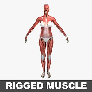 3d model ultimate female rigged muscles