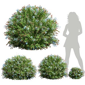 Ceratostigma Plum baginoides Bleiwurz Bush 3D model
