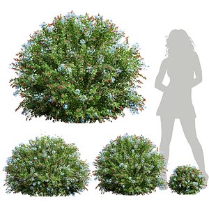 Ceratostigma Plum baginoides Bleiwurz Bush