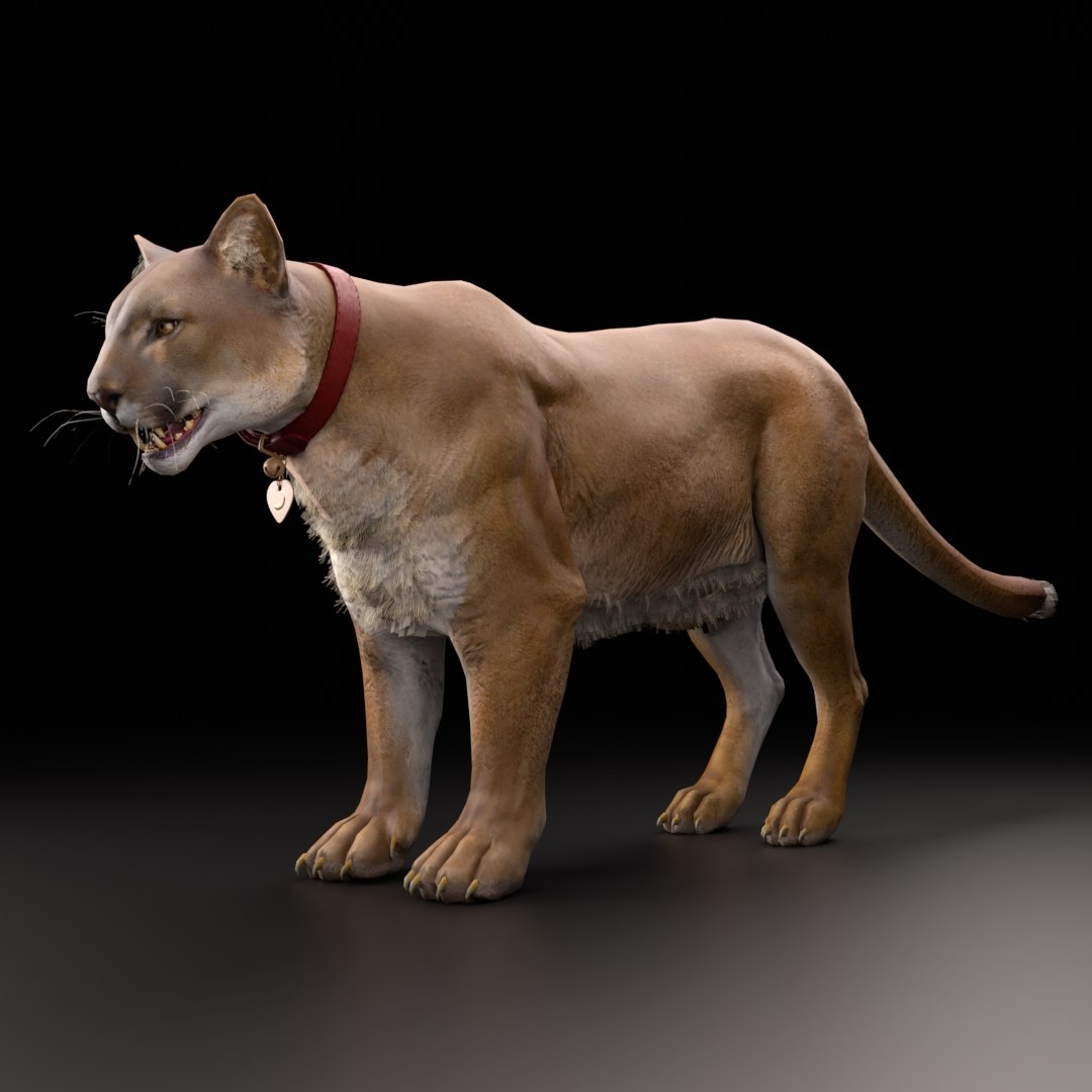 3D Mountain Lion Cougar Rigged Model - TurboSquid 1580462