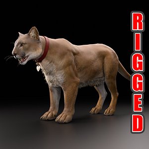 3D mountain lion cougar rigged model