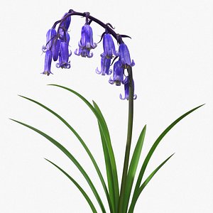 Forest Bluebell Plant with Bell Shaped Flowers Purple 3D