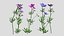 3D Meadow Cranesbill Flower Low Poly