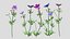 3D Meadow Cranesbill Flower Low Poly