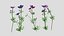 3D Meadow Cranesbill Flower Low Poly