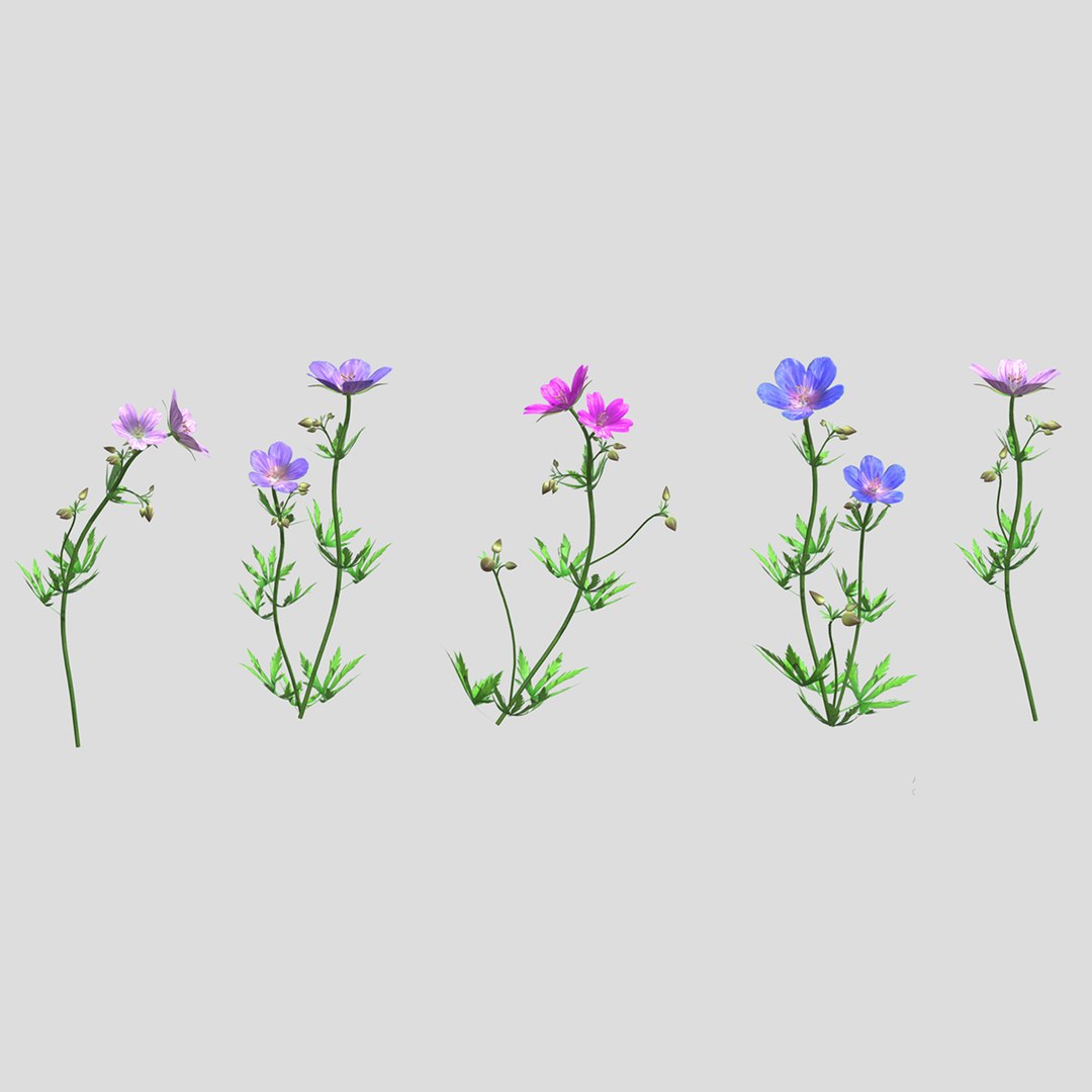 3D Meadow Cranesbill Flower Low Poly https://p.turbosquid.com/ts-thumb/at/ubGBAI/yN/0011200x1200/jpg/1740738146/1920x1080/fit_q87/addb8669c1623434620e6183012c67b0191427e6/0011200x1200.jpg
