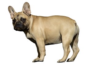 dog scanned photogrammetry 3D model
