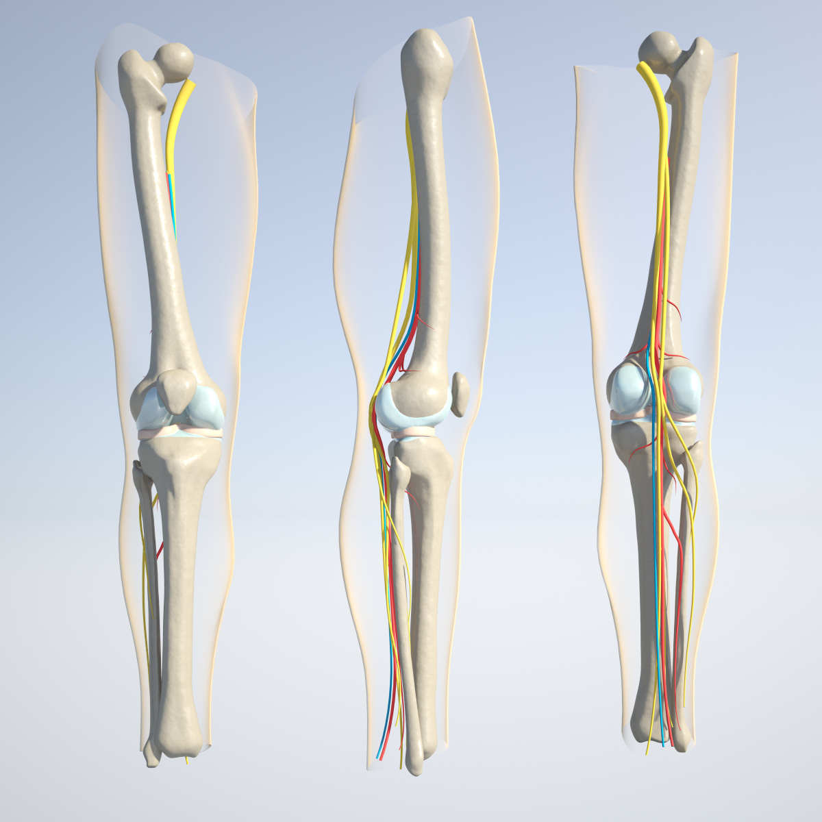 3d Anatomically Correct Knee Model