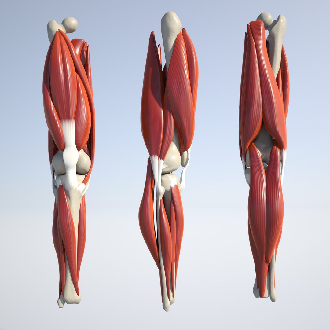 3d anatomically correct knee model