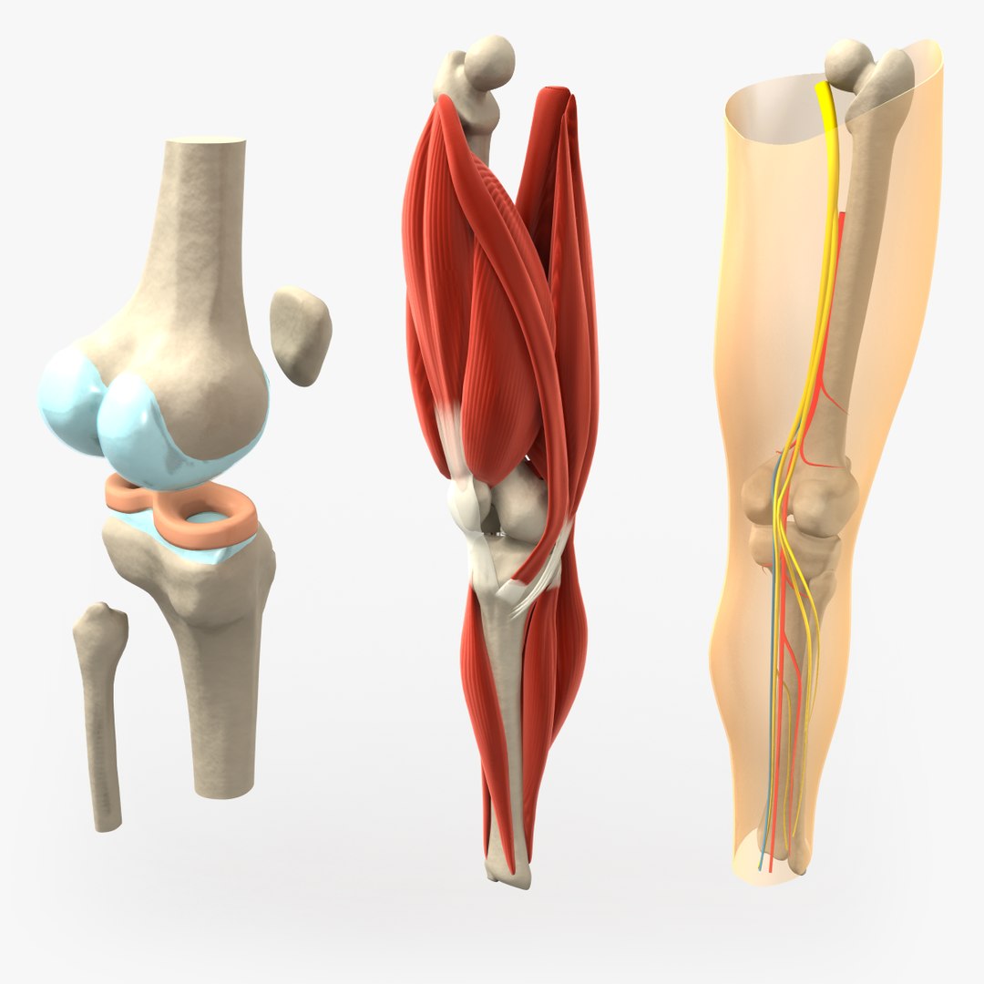 3d anatomically correct knee model