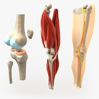 anatomically correct knee