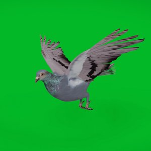 Rock Dove Common Pigeon